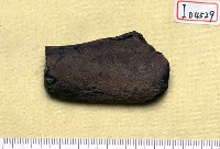 藏品(動物肋骨化石)的圖片